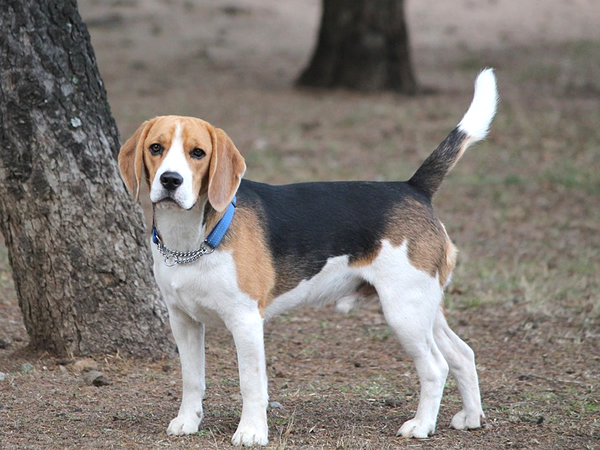 raza de perros medianos beagle