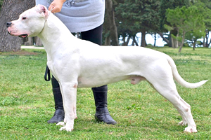 Dogo Argentino, raza de perros grandes