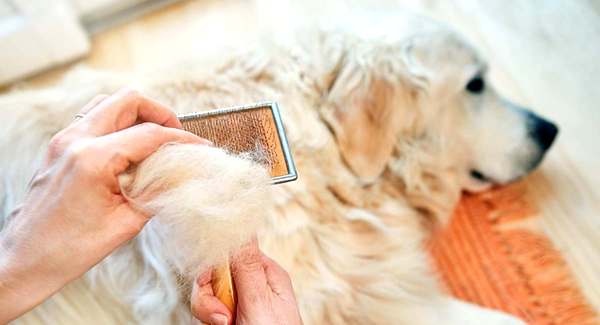 tecnicas y consejos sobre como cepillar a perros de pelo largo, peinar perros peludos