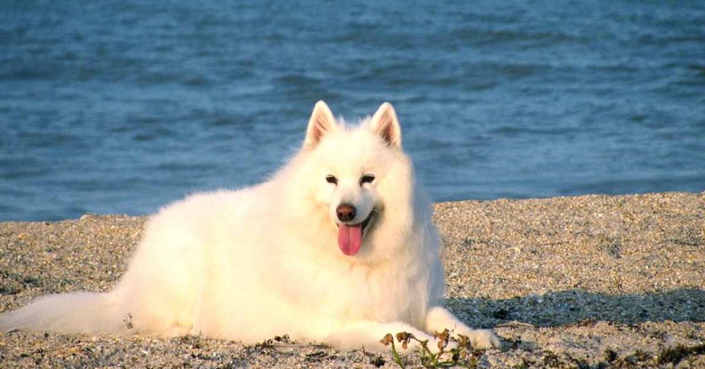 foto de perro samoyedo, raza de perros rusos blancos no negros