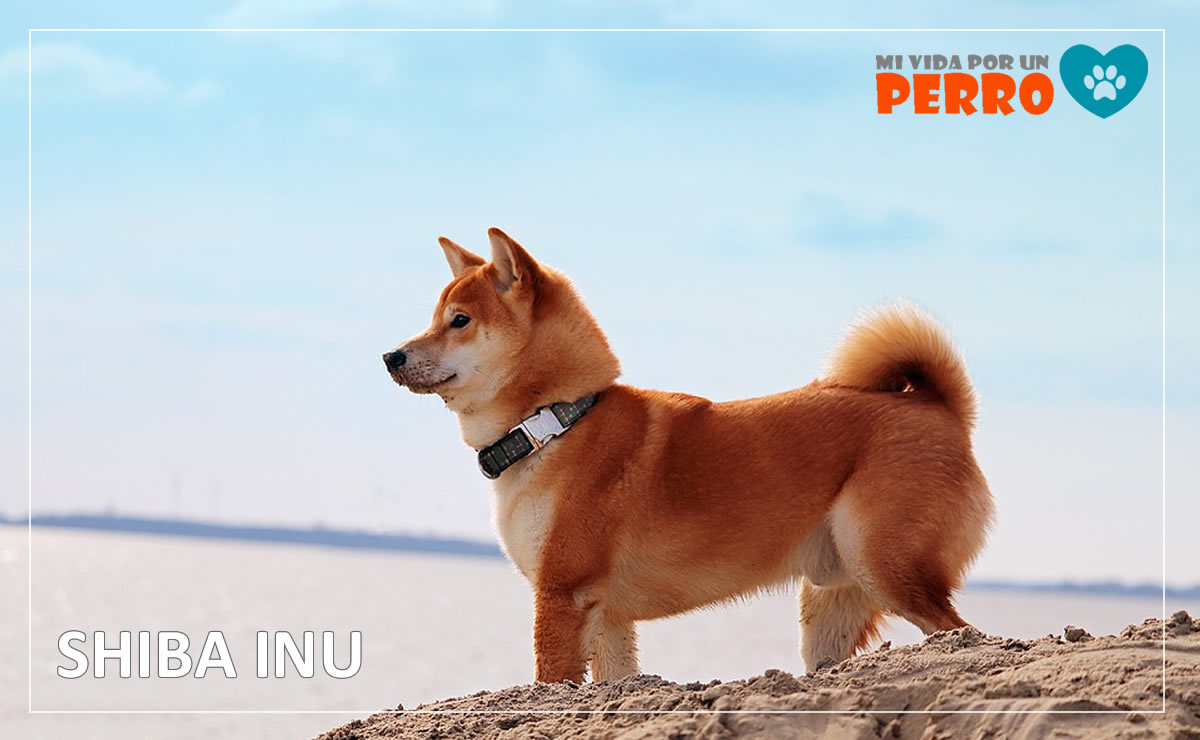 shiba inu, raza de perros pequeños japonés, raza del perro cheems