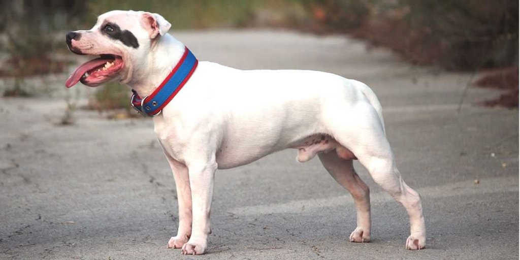 raza de perros medianos, foto de Staffordshire Bull Terrier, perro potencialmente peligroso