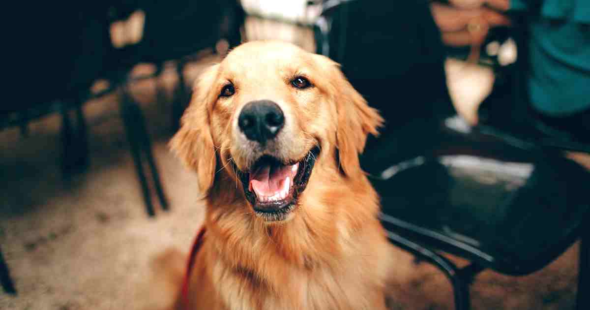 como saber los sintomas de ansiedad en perro y curar