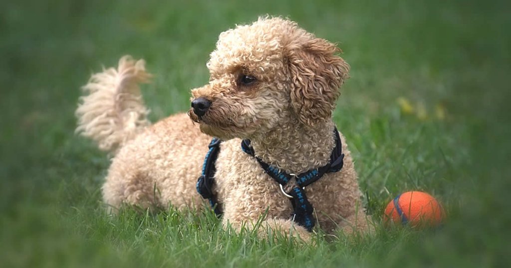 foto de caniche mediano marrón, caniche mediano blanco, raza de perros medianos y peludos