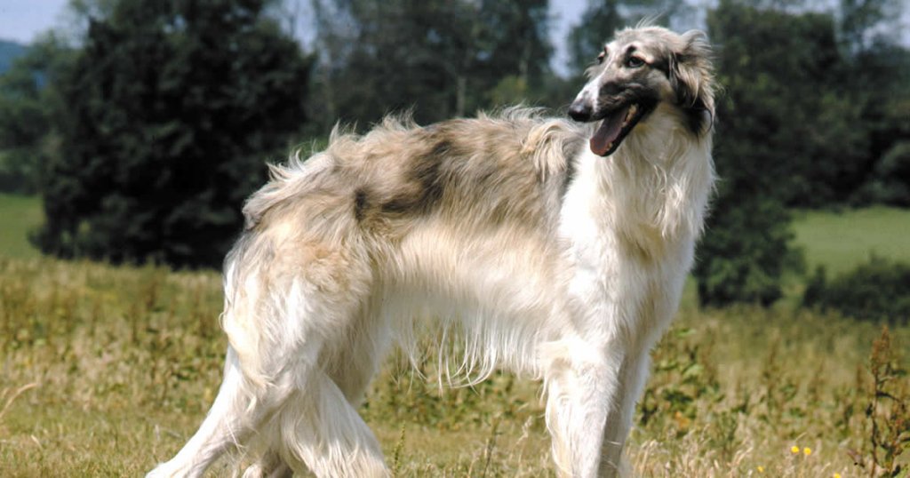 foto de galgo ruso o perros borzoi, tipos de razas de galgos