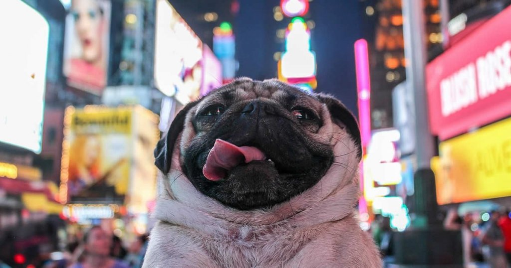 cuentas de perros famosos en instagram, doug the pug