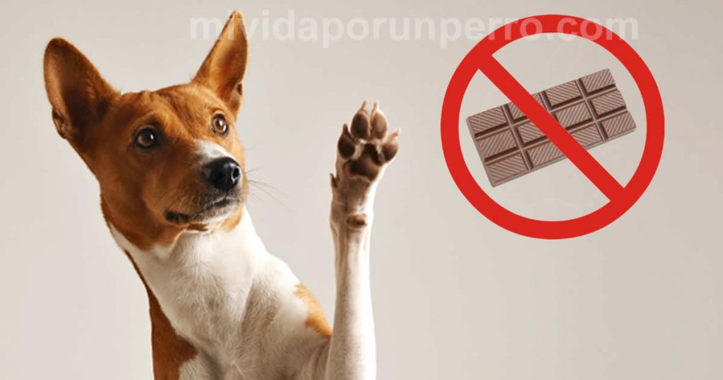 por qué los perros no pueden comer chocolate