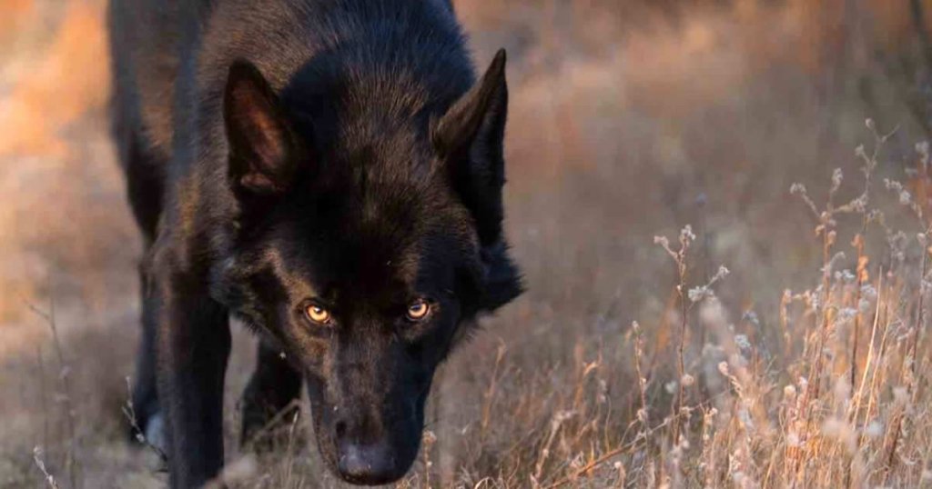 foto de perro lobo calupoh, raza de perros mexicanos